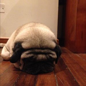 Meet your Posher, Dario